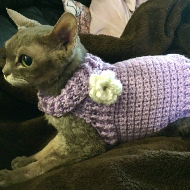 cat sweater